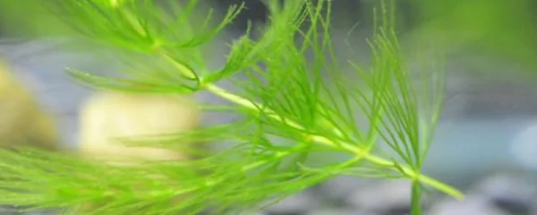 金鱼藻是草本植物吗(金鱼藻是什么植物？)金鱼藻,水葫芦也是草本植物吗？