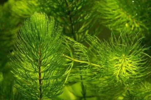 金鱼藻是草本植物吗(金鱼藻是什么植物？)金鱼藻,水葫芦也是草本植物吗？-第4张图片-爱游哥学习网