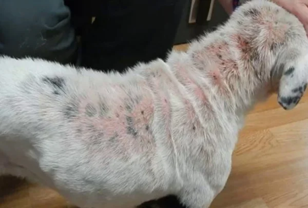 细菌性皮肤病是如何引起的呢？细菌性皮肤病的种类有哪些？-第16张图片-爱游哥学习网