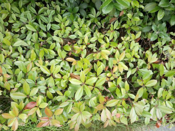 金边大叶黄杨的介绍(金边大叶黄杨的园艺用途)-第3张图片-爱游哥学习网