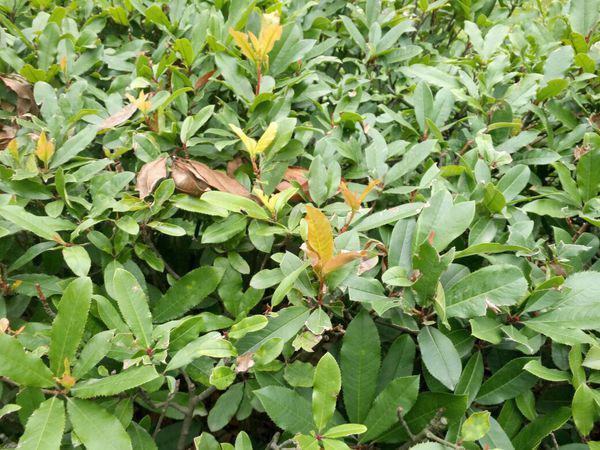 金边大叶黄杨的介绍(金边大叶黄杨的园艺用途)-第4张图片-爱游哥学习网