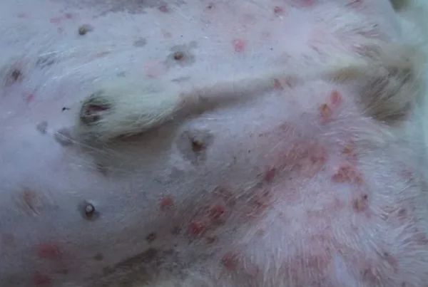 细菌性皮肤病是如何引起的呢？细菌性皮肤病的种类有哪些？-第13张图片-爱游哥学习网