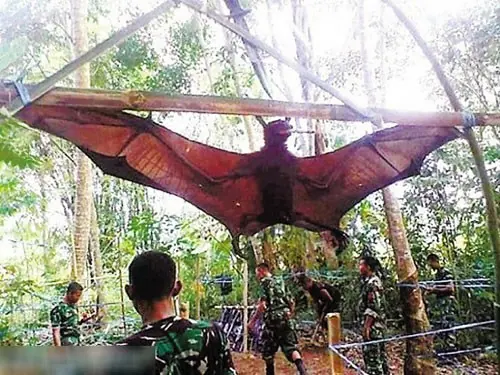 世界上有没有食人树呢？世界上有没有那个红色的小树叶的树-第7张图片-爱游哥学习网