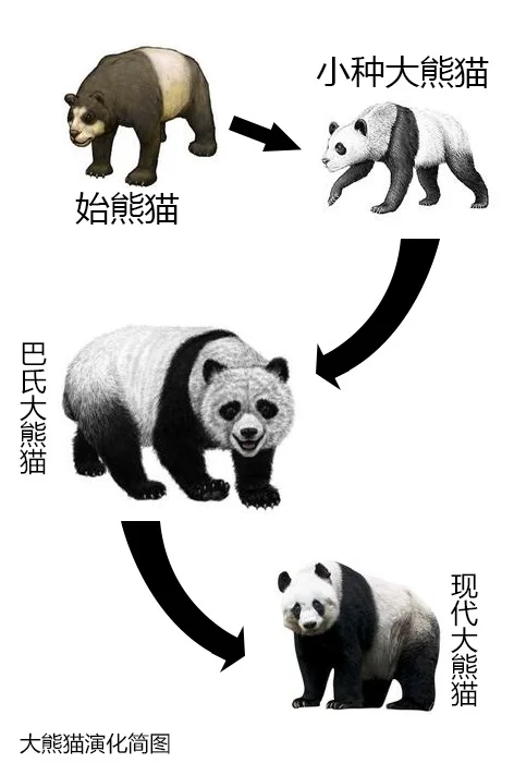 大熊猫的天敌是谁 大熊猫的天敌是什么(大熊猫有天敌吗 大熊猫有没有天敌)-第12张图片-爱游哥学习网