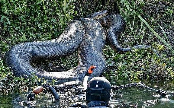 亚马逊巨蟒有多大(亚马逊巨蟒什么时候灭绝的)-第2张图片-爱游哥学习网