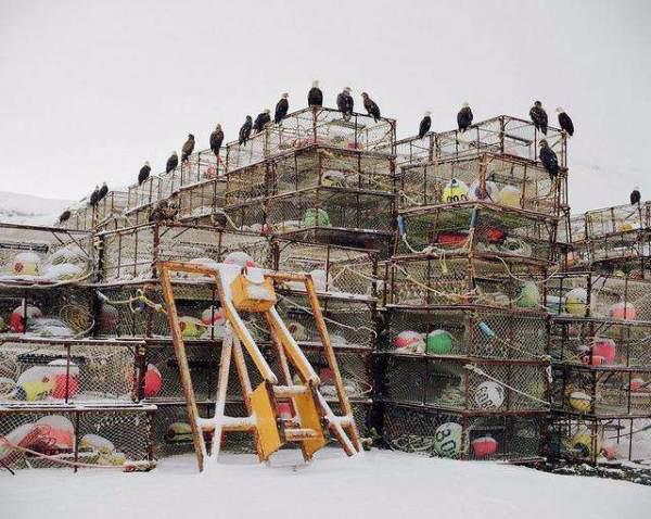 世界上最危险的螃蟹(世界上最危险的职业是什么？)-第5张图片-爱游哥学习网