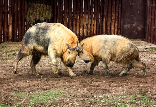 大熊猫的天敌是谁 大熊猫的天敌是什么(大熊猫有天敌吗 大熊猫有没有天敌)-第22张图片-爱游哥学习网