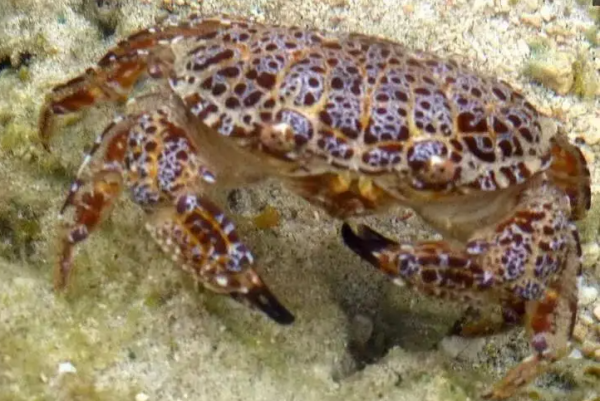 世界上最危险的螃蟹(世界上最危险的职业是什么？)-第4张图片-爱游哥学习网