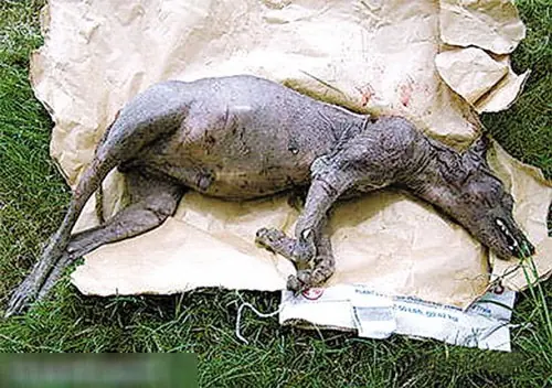 世界上有没有食人树呢？世界上有没有那个红色的小树叶的树-第3张图片-爱游哥学习网