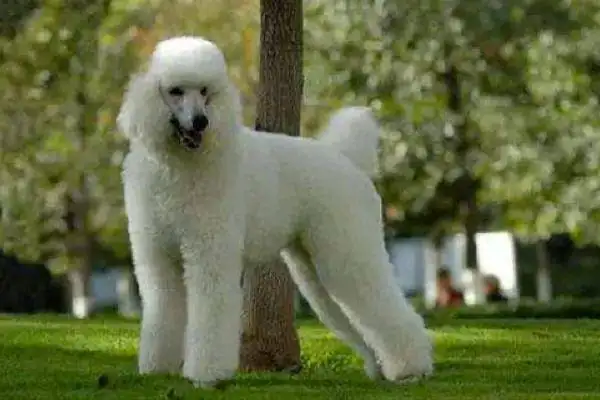 巨型贵宾犬和贵宾犬有什么区别巨型贵宾犬是泰迪吗？-第4张图片-爱游哥学习网