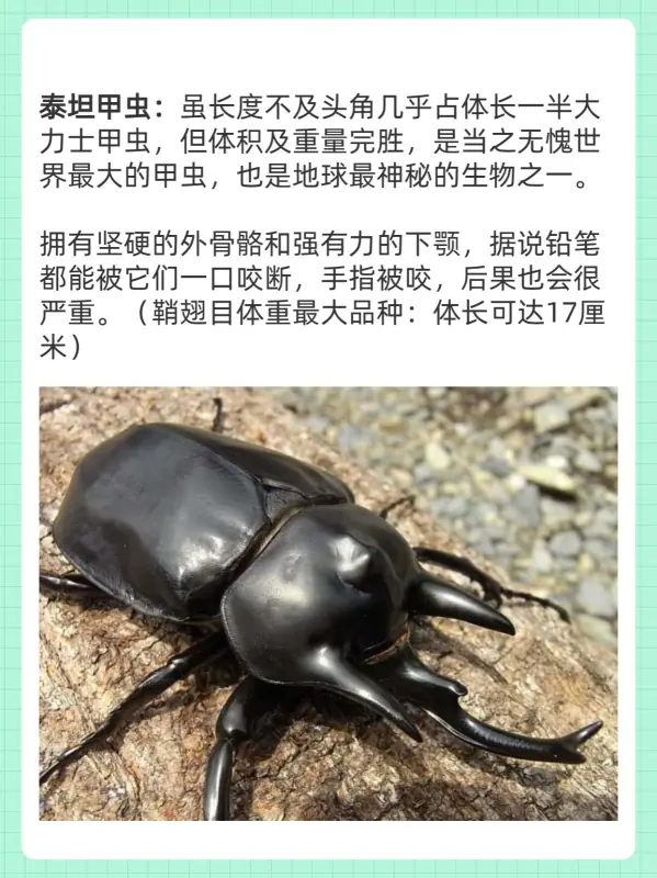 世界上最大的蚊子叫什么(世界上最大的蚊子是什么呢)-第8张图片-爱游哥学习网