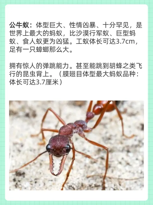 世界上最大的蚊子叫什么(世界上最大的蚊子是什么呢)-第3张图片-爱游哥学习网