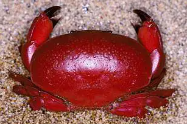 世界上最危险的螃蟹(世界上最危险的职业是什么？)