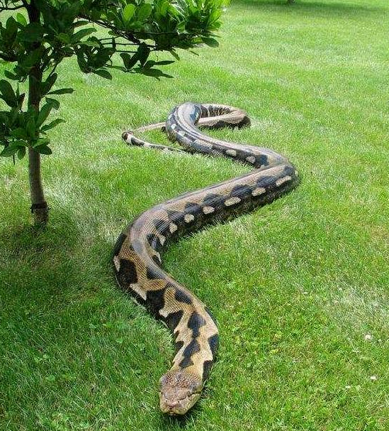 亚马逊巨蟒有多大(亚马逊巨蟒什么时候灭绝的)-第3张图片-爱游哥学习网