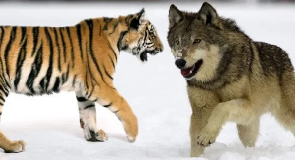 世界上最大的狼是什么狼有多大？世界上最大的狼王