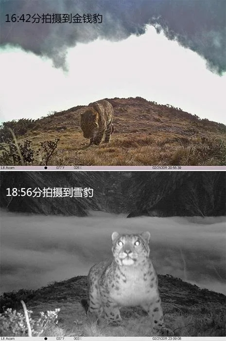 大熊猫的天敌是谁 大熊猫的天敌是什么(大熊猫有天敌吗 大熊猫有没有天敌)-第18张图片-爱游哥学习网