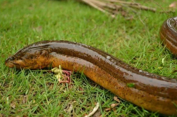 最大的黄鳝是好大？最大的黄鳝鱼有多大