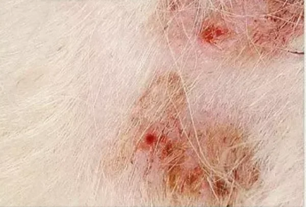 细菌性皮肤病是如何引起的呢？细菌性皮肤病的种类有哪些？-第8张图片-爱游哥学习网