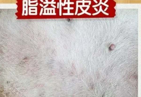 细菌性皮肤病是如何引起的呢？细菌性皮肤病的种类有哪些？-第9张图片-爱游哥学习网