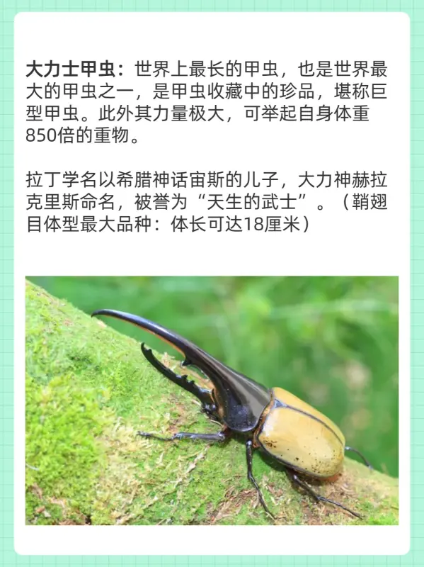 世界上最大的蚊子叫什么(世界上最大的蚊子是什么呢)-第9张图片-爱游哥学习网