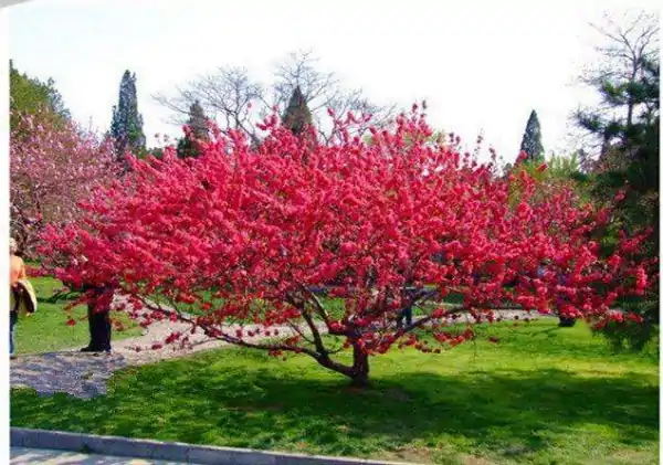 世界上有没有食人树呢？世界上有没有那个红色的小树叶的树