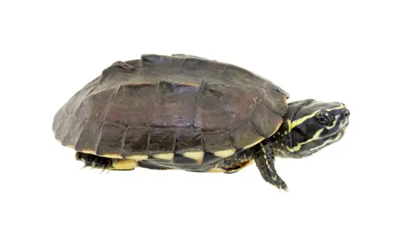 金钱龟和石金钱龟哪个值钱的？金钱龟和石金钱龟的区别