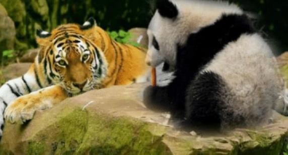 大熊猫的天敌是谁 大熊猫的天敌是什么(大熊猫有天敌吗 大熊猫有没有天敌)