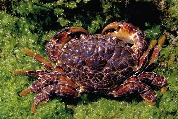 世界上最危险的螃蟹(世界上最危险的职业是什么？)-第3张图片-爱游哥学习网