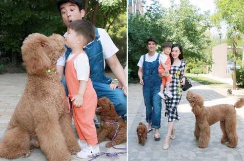 巨型贵宾犬和贵宾犬有什么区别巨型贵宾犬是泰迪吗？-第7张图片-爱游哥学习网