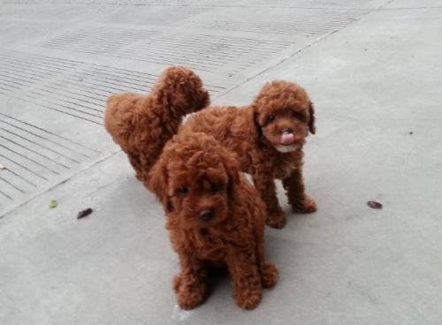 贵宾狗大概多少钱(狗狗可以说是咱们人类最好的朋友了,那么贵宾狗多少钱？)