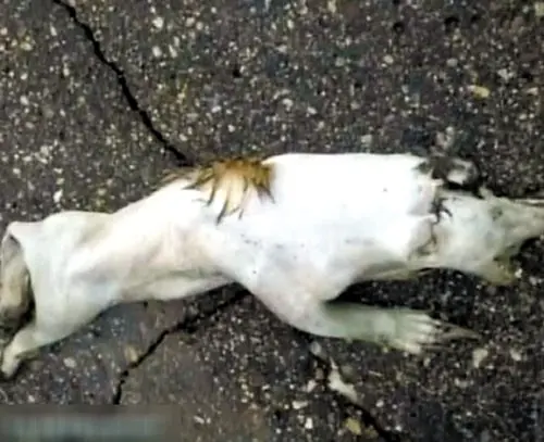 世界上有没有食人树呢？世界上有没有那个红色的小树叶的树-第5张图片-爱游哥学习网