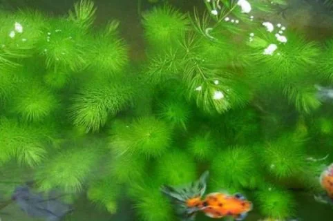 金鱼藻是草本植物吗(金鱼藻是什么植物？)金鱼藻,水葫芦也是草本植物吗？-第3张图片-爱游哥学习网