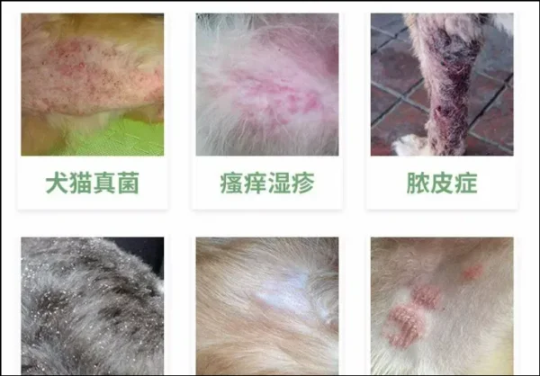 细菌性皮肤病是如何引起的呢？细菌性皮肤病的种类有哪些？-第15张图片-爱游哥学习网