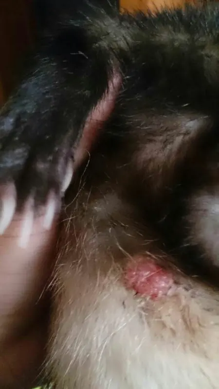 养一只貂要多少钱(一只雪貂多少钱)(宠物貂在哪里可以买到？一只多少钱？)