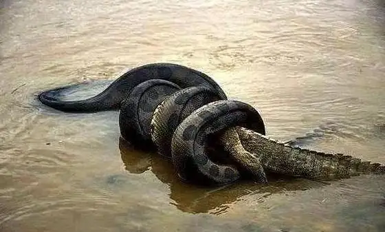 亚马逊巨蟒有多大(亚马逊巨蟒什么时候灭绝的)-第4张图片-爱游哥学习网