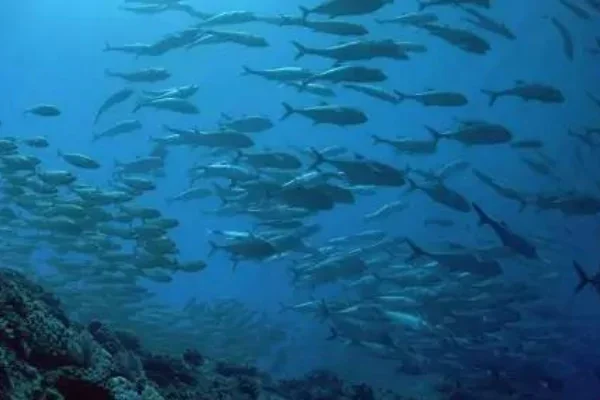 核废水会让人灭亡吗？核废水喝掉了会怎么样？-第18张图片-爱游哥学习网