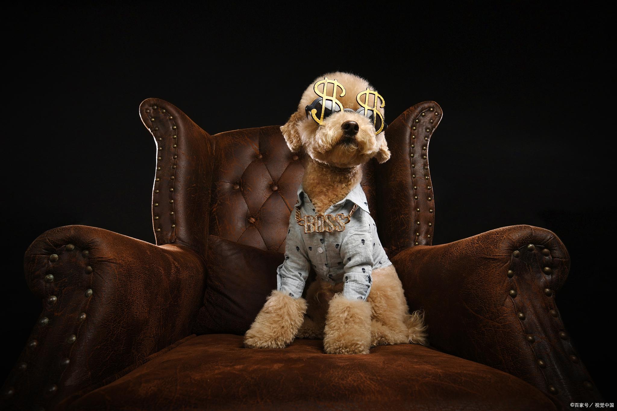 贵宾狗大概多少钱(狗狗可以说是咱们人类最好的朋友了,那么贵宾狗多少钱？)-第2张图片-爱游哥学习网