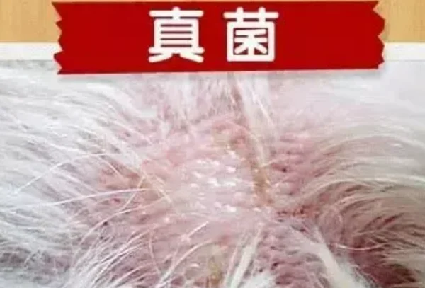 细菌性皮肤病是如何引起的呢？细菌性皮肤病的种类有哪些？-第2张图片-爱游哥学习网