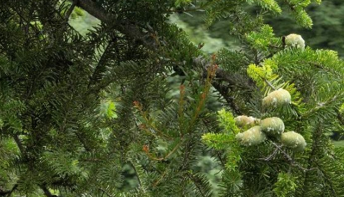 世界上有没有食人树呢？世界上有没有那个红色的小树叶的树-第11张图片-爱游哥学习网