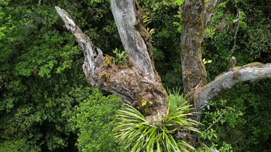 世界上有没有食人树呢？世界上有没有那个红色的小树叶的树-第10张图片-爱游哥学习网