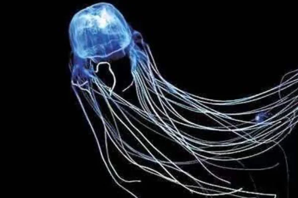 海马和水母哪个没有大脑(水母没有大脑为什么还能存活？)