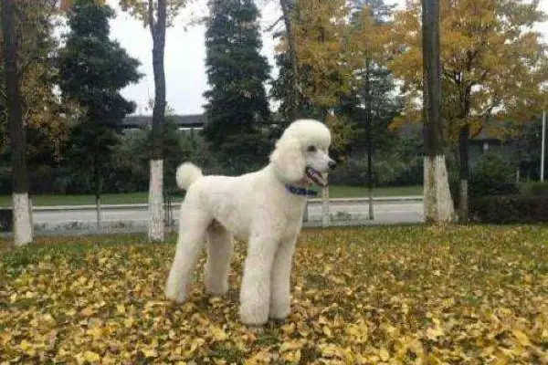 巨型贵宾犬和贵宾犬有什么区别巨型贵宾犬是泰迪吗？-第6张图片-爱游哥学习网