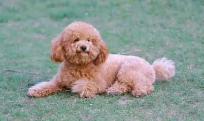 巨型贵宾犬价格是多少？各色贵宾犬价格