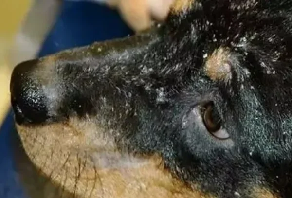 细菌性皮肤病是如何引起的呢？细菌性皮肤病的种类有哪些？-第10张图片-爱游哥学习网