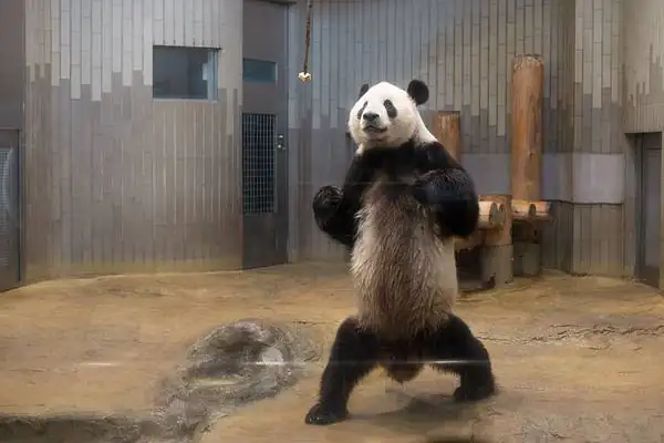 大熊猫的天敌是谁 大熊猫的天敌是什么(大熊猫有天敌吗 大熊猫有没有天敌)-第6张图片-爱游哥学习网