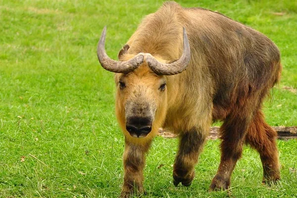 大熊猫的天敌是谁 大熊猫的天敌是什么(大熊猫有天敌吗 大熊猫有没有天敌)-第20张图片-爱游哥学习网