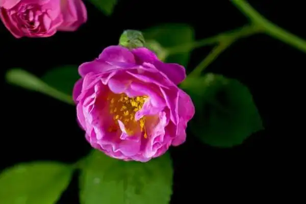 手工小白花的制作方法(简易小白花的制作方法)-第11张图片-爱游哥学习网