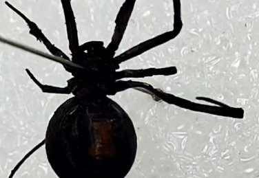 毒蜘蛛黑寡妇为什么不能拍死(黑寡妇蜘蛛的毒性有多大？)-第2张图片-爱游哥学习网