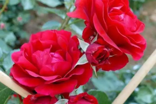 手工小白花的制作方法(简易小白花的制作方法)-第12张图片-爱游哥学习网