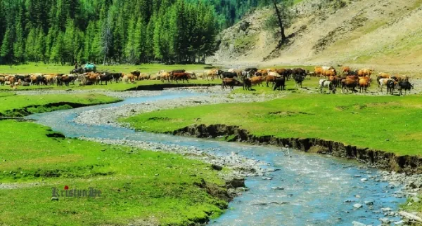 喀纳斯有哪些景点值得游玩？喀纳斯是哪里的景点-第3张图片-爱游哥学习网